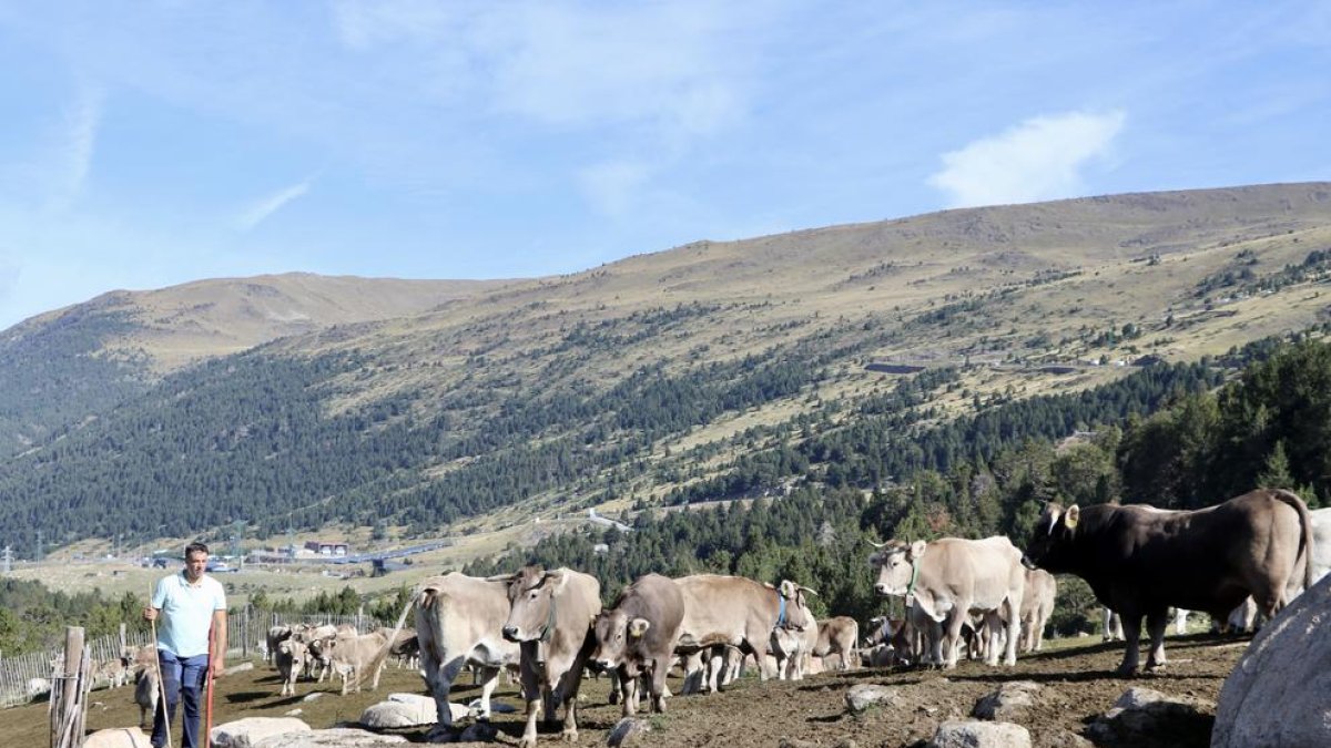 Vacada aquest matí a Grau Roig