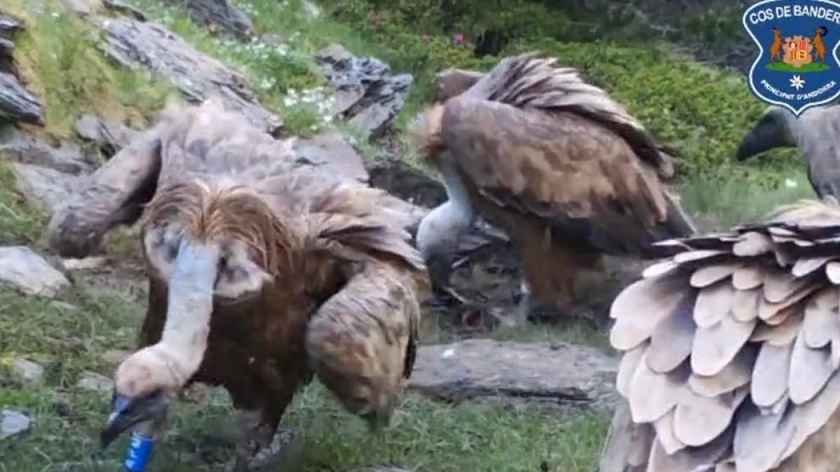 Els banders fent el seguiment d'aus anellades