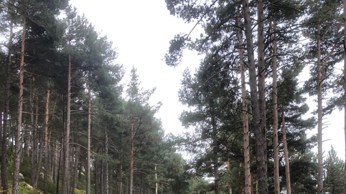 Els voluntaris fent la recollida en una de les zones de neteja.