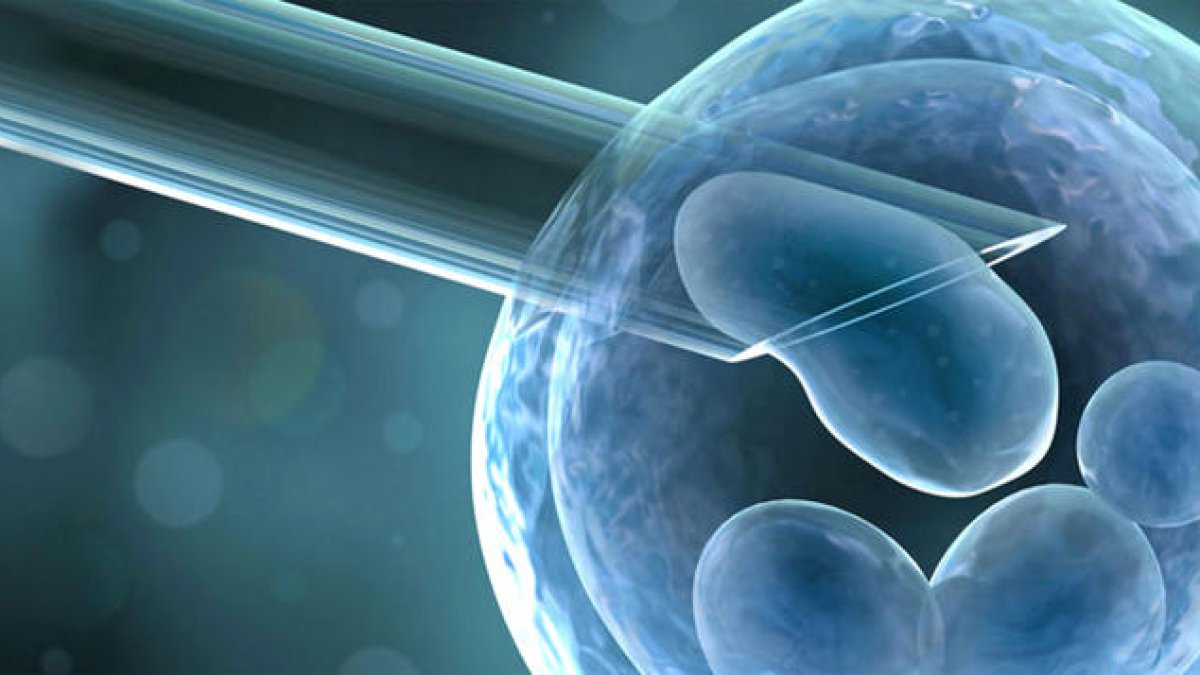 La fecundació 'in vitro' és una de les tècniques que finança la CASS.