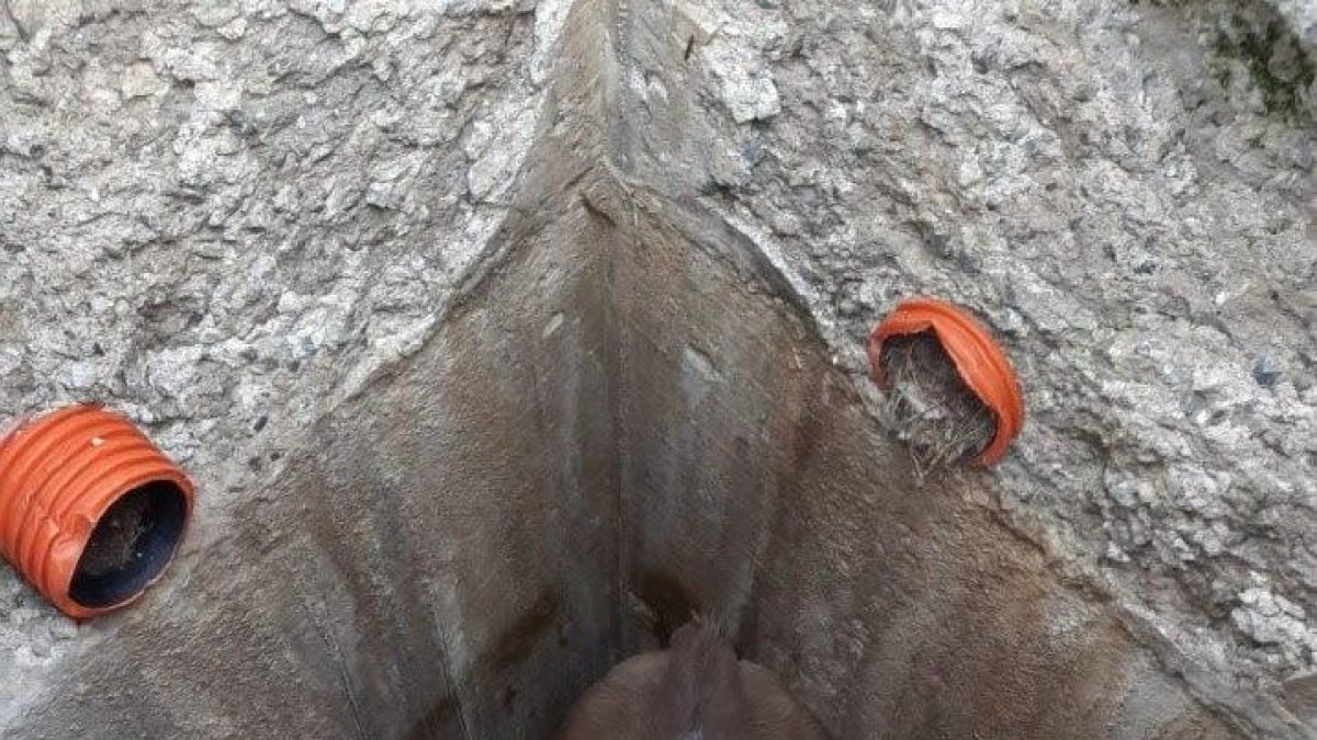 L'animal dins l'arqueta