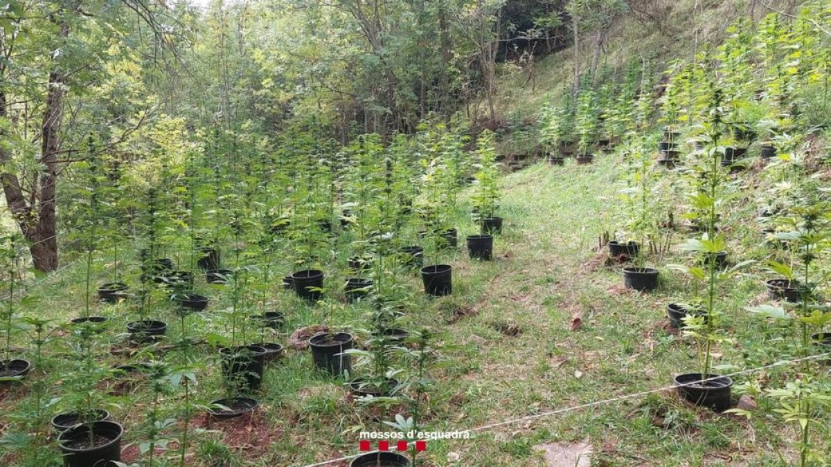 La plantació es va trobar en una zona boscosa de Taús