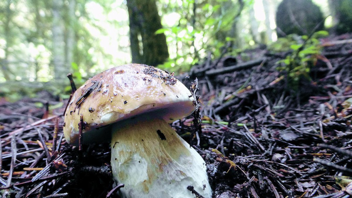 Es pot confondre amb altres espècies similars