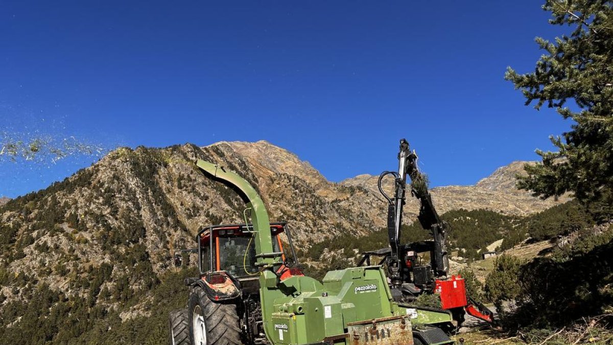 Treballs silvícoles a la Massana