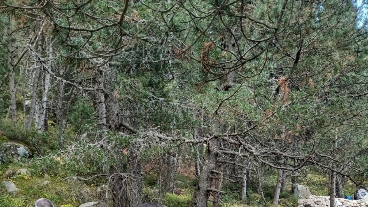 Mur als cortals de Feritxet fet en les formacions de pedra seca