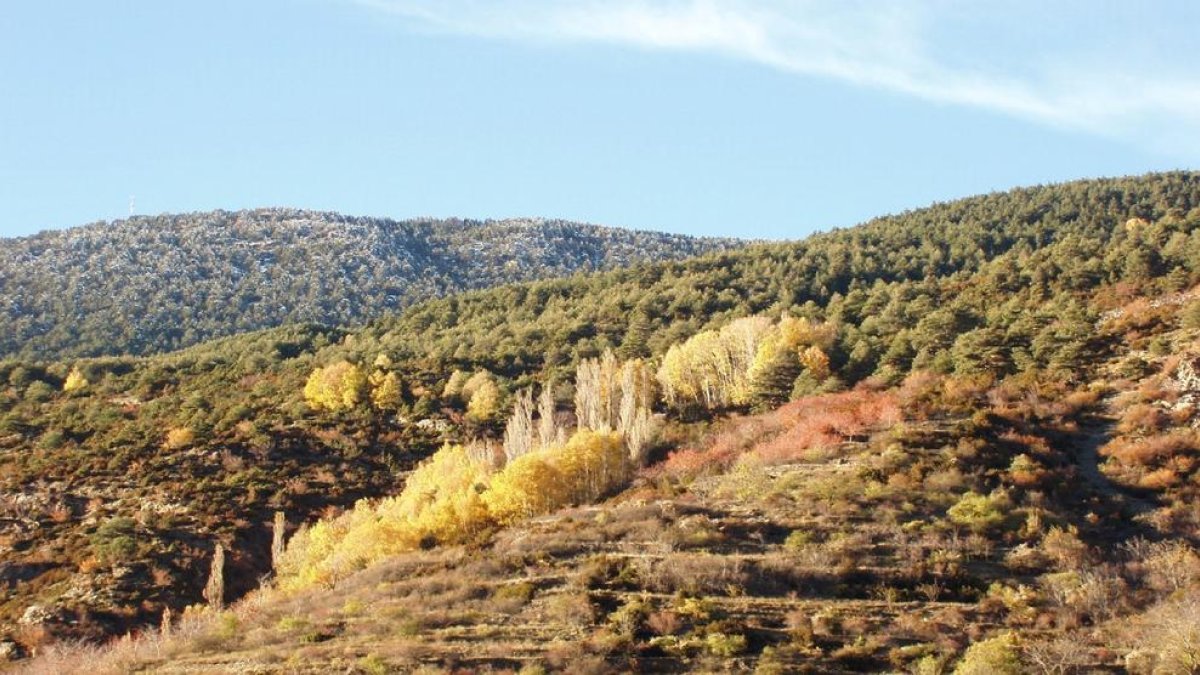 Típic aspecte que adopta la vegetació durant la tardor. Font Andorra Recerca + Innovació.