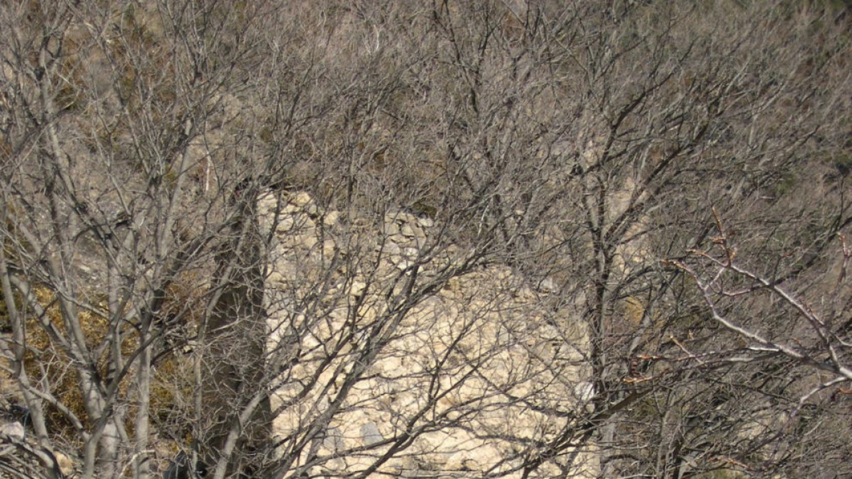 El colomer de Rocafort.