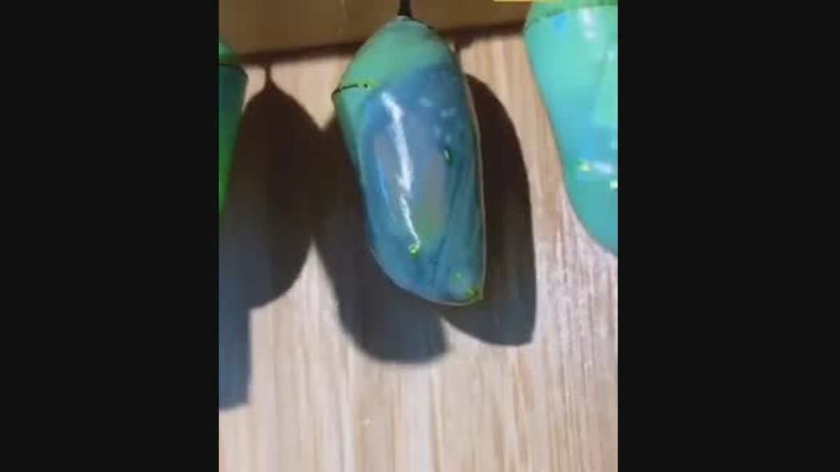 Metamorfosi d'una papallona