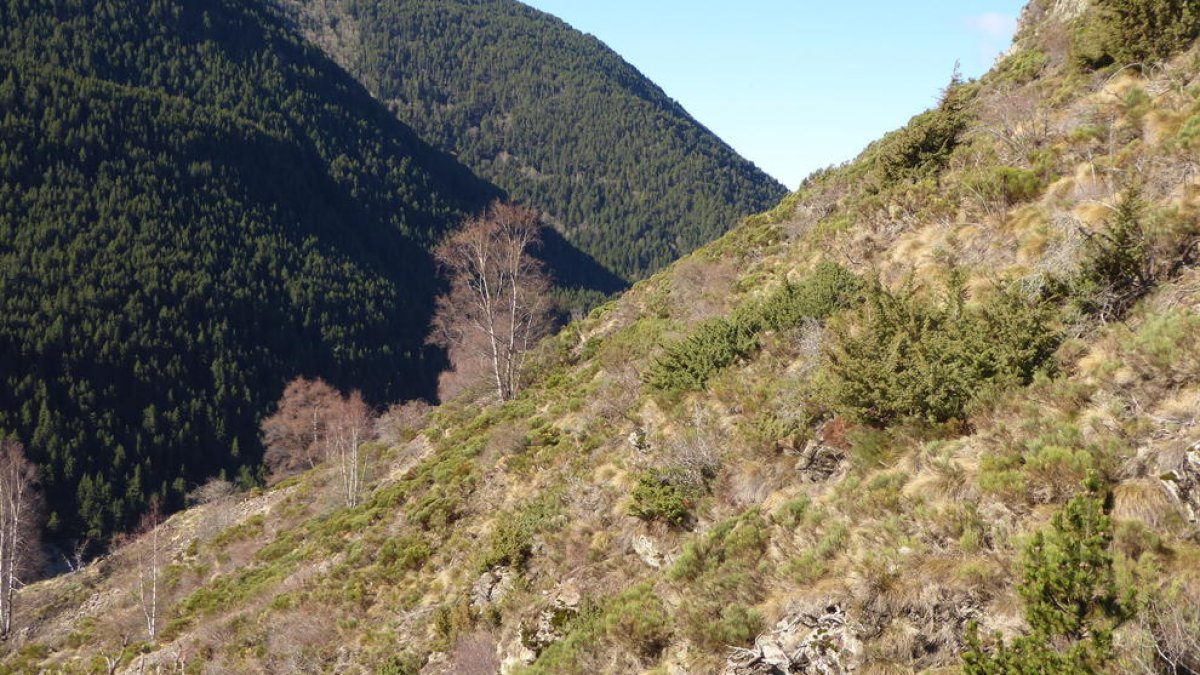 Contrast de llum i vegetació entre la solana de l'Aldosa i l'obaga de Canillo a l'actualitat.