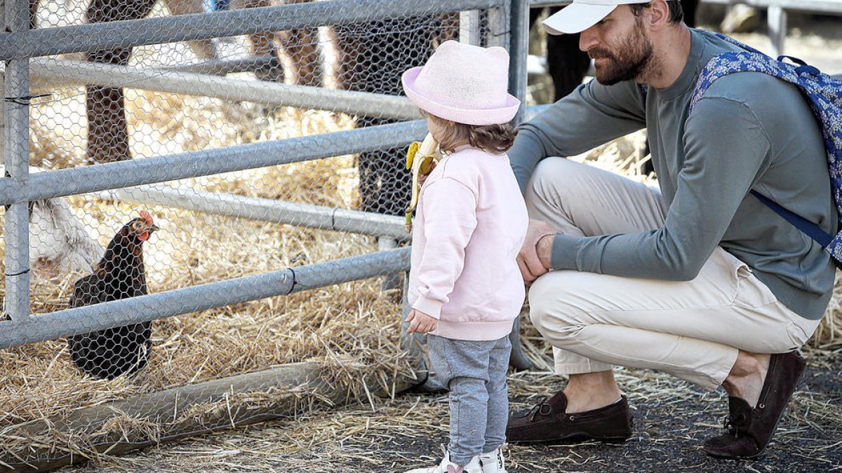 Una nena observa les gallines a la Fira del Bestiar, a Ordino.