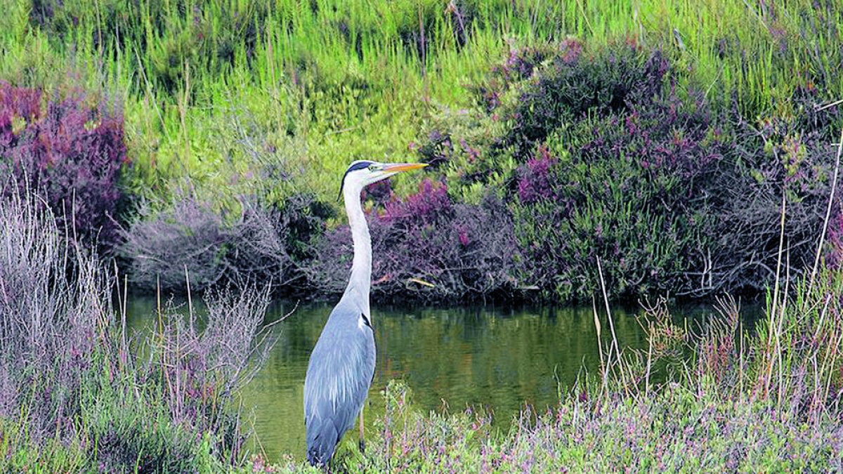 Un bernat pescaire