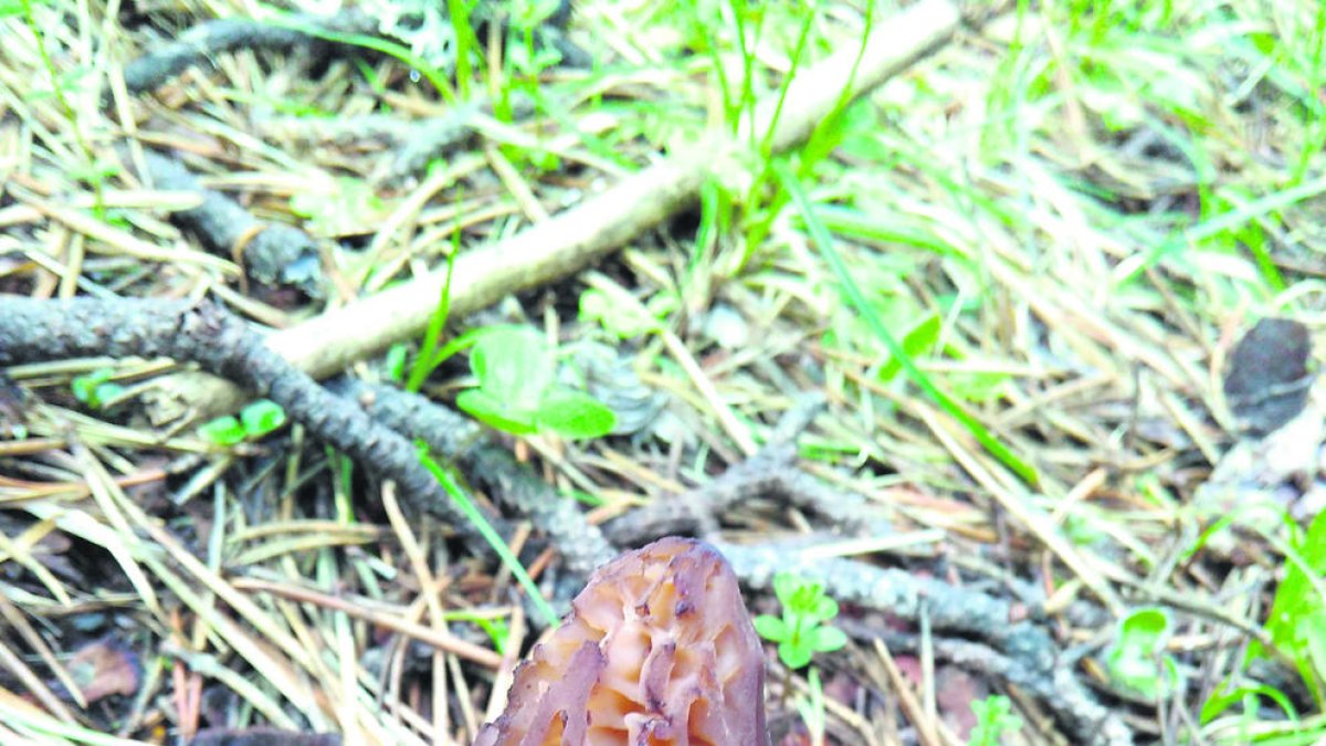 Apareixen espècies com les murgues o els moixerons