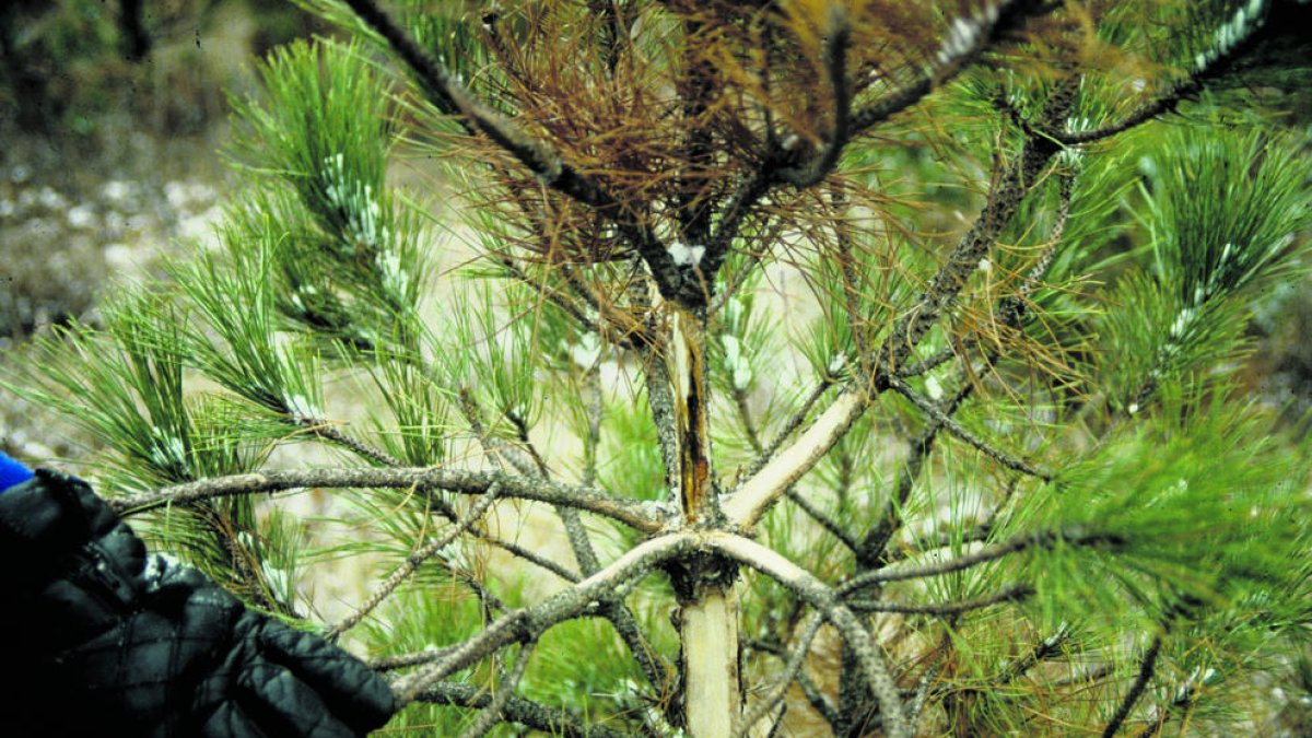 El fong entra a través de les ferides de l'arbre