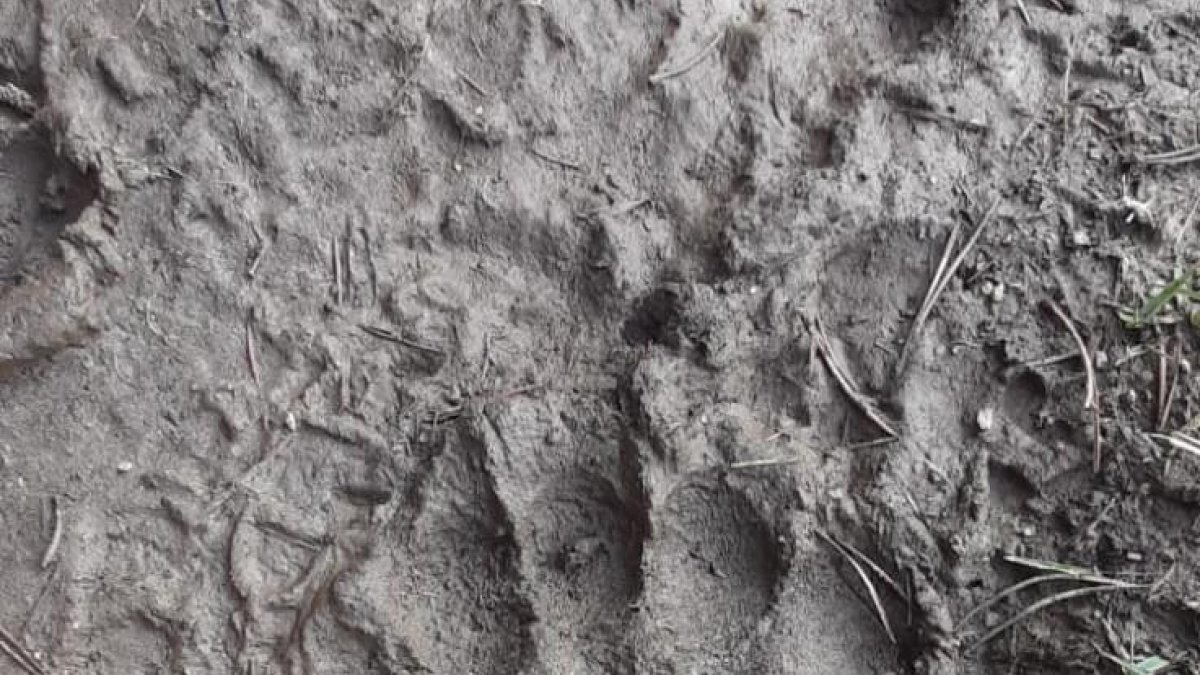 Una de les petjades de l'os