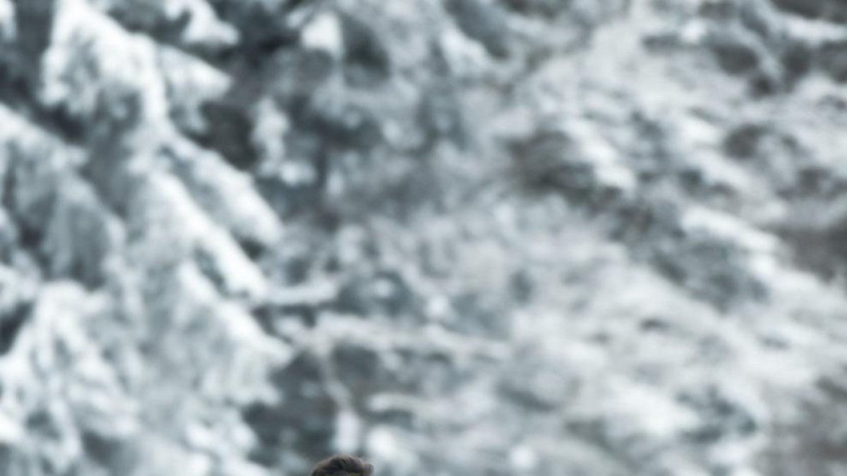 Irineu Esteve a la Copa del Món