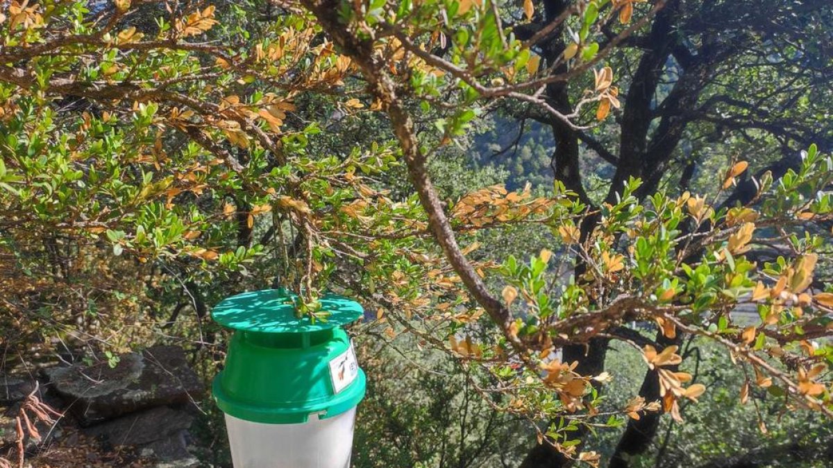 Les trampes estan instal·lades al solà de Sant Julià - Fontaneda i a Enclar