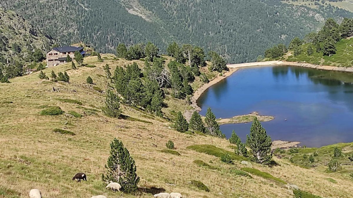 Un ramat d'ovelles pasturant a la zona del refugi del Comapedrosa.