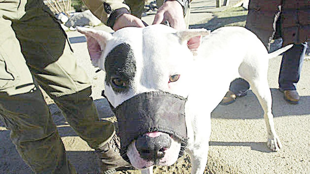 Un gos de raça considerada perillosa.