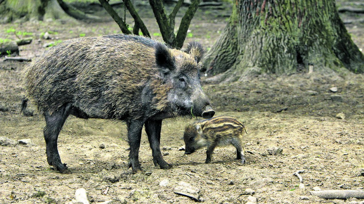 SE'L CONSIDERA UNA ESPÈCIE CINEGÈTICA A BONA PART D'EUROPA