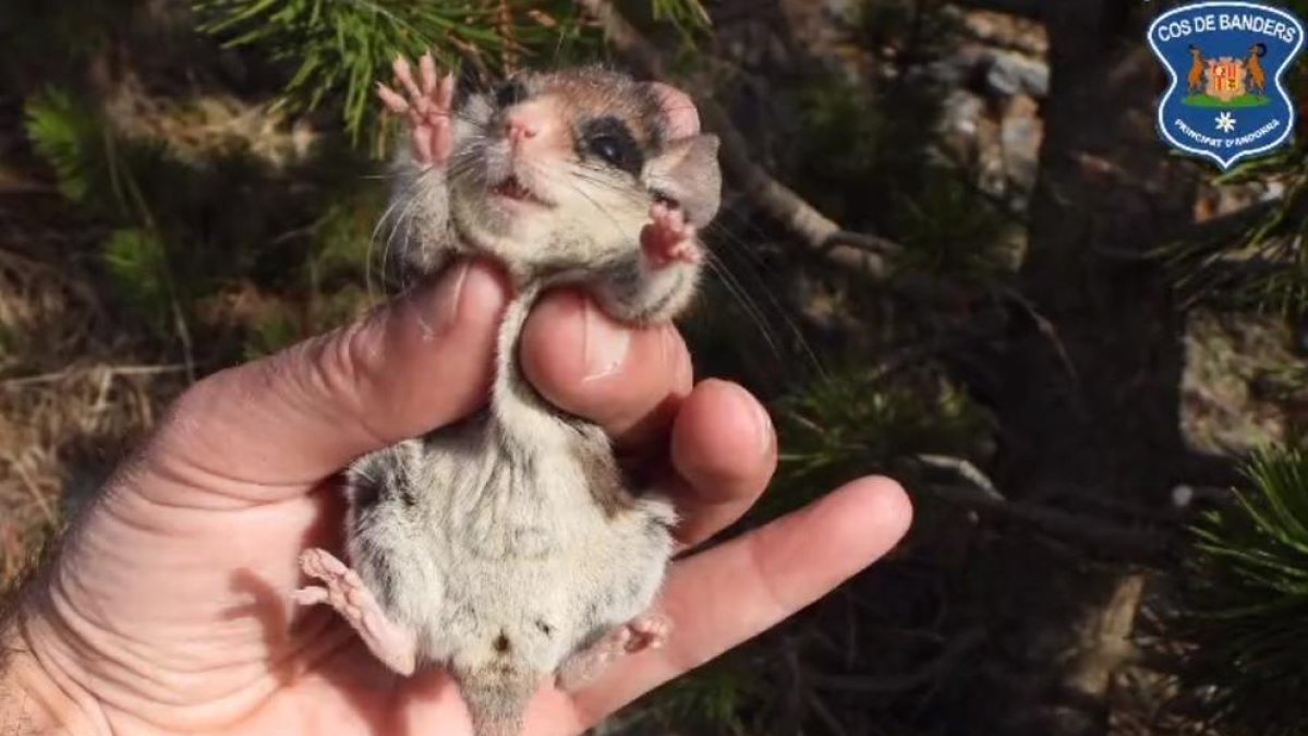La rata cellarda retornada al medi natural
