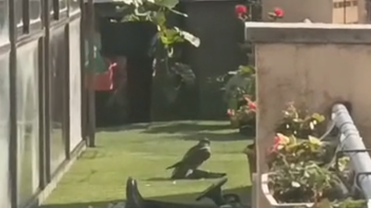 Una àguila mata a un colom a un àtic de la capital