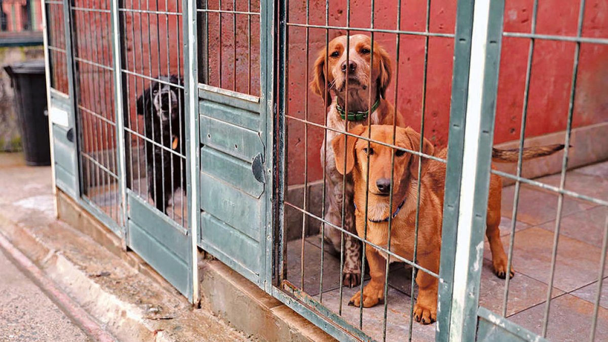 La gossera actual serà reformada i ampliada amb les obres previstes pel Govern.