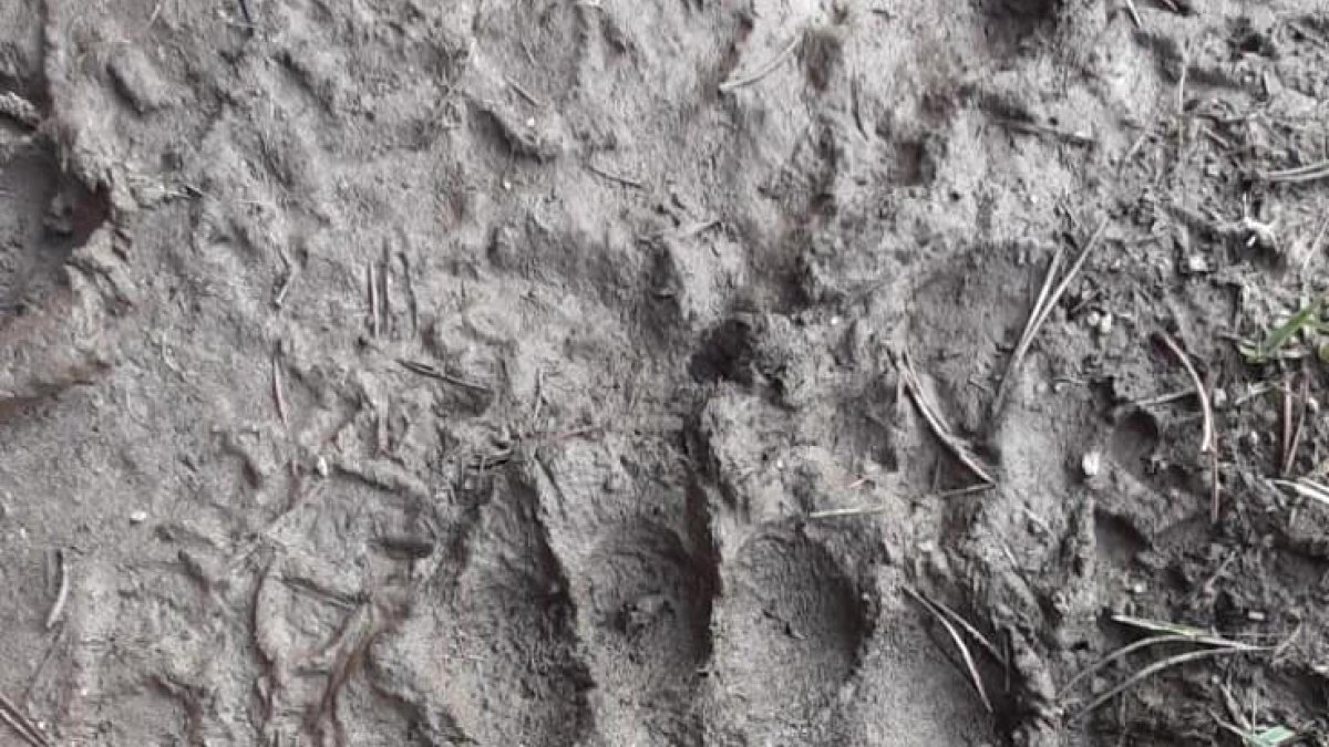 La petjada que va deixar l'exemplar que va passar per Andorra al maig.