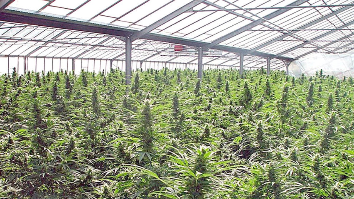 Un cultiu de cànnabis.