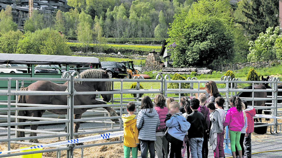 Escolars visitant la fira del bestiar d'Ordino