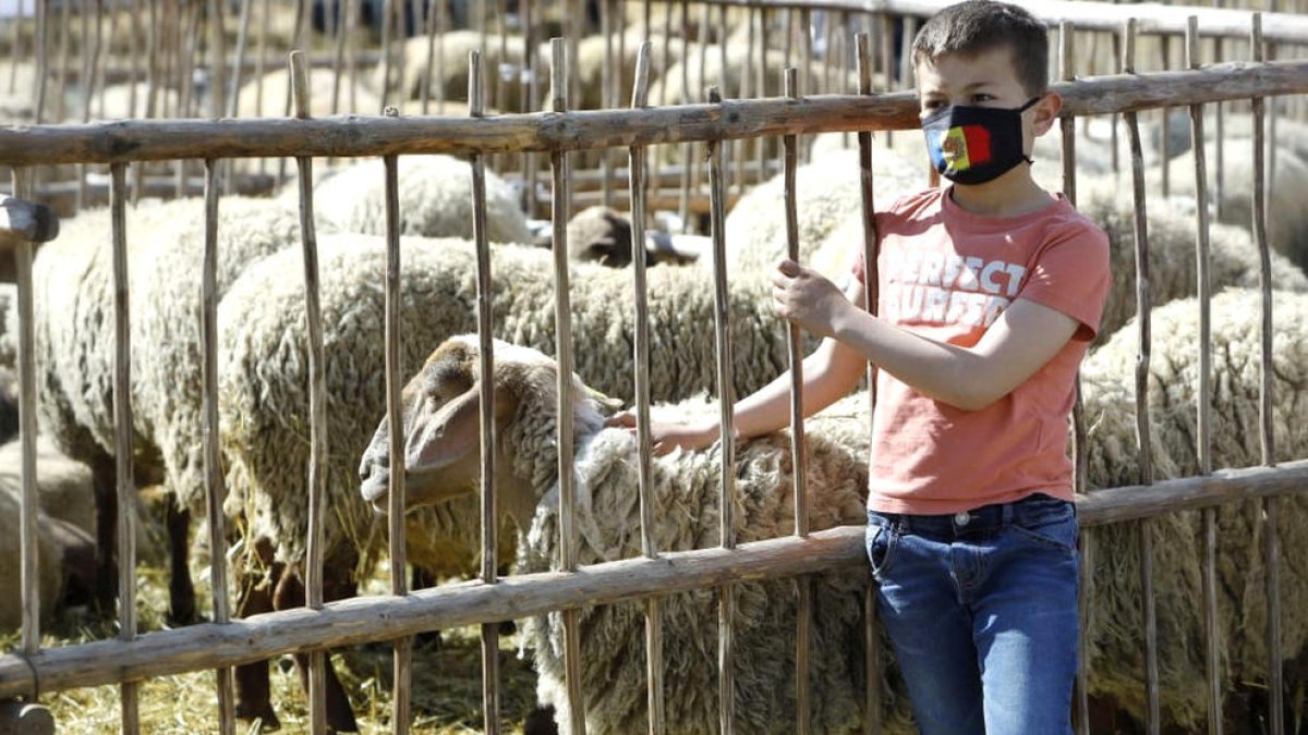 Un nen amb un ramat d'ovelles.