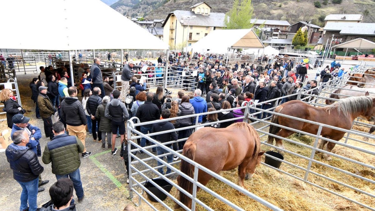 Subhasta de mascles de raça bruna, l'any passat.