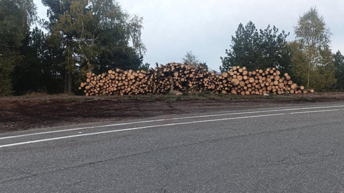 La tala d'arbres a la Caubella, ahir.