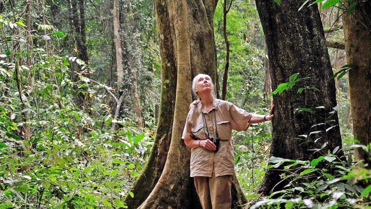 Jane Goodall al parc nacional Gombe.