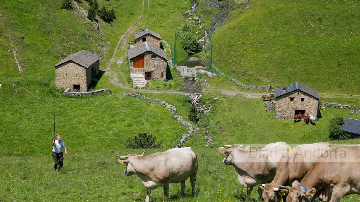 Benedicció del bestiar de Setúria