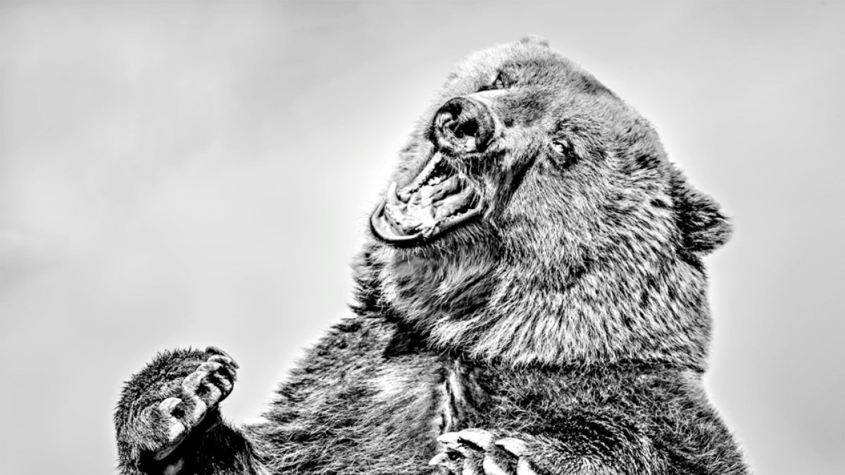 L'os bru d'Europa és una espècie de preocupació menor.