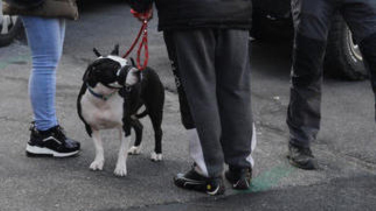 Un gos lligat al carrer.