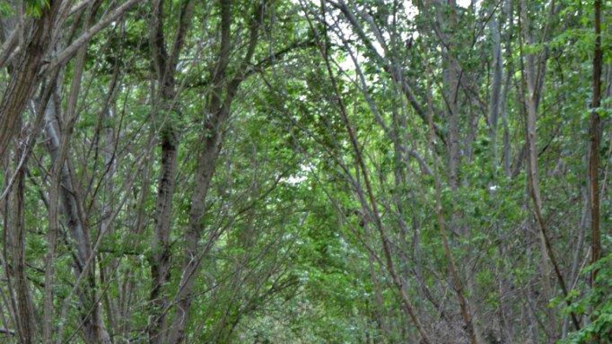 Una de les sessions que celebra l'entitat.