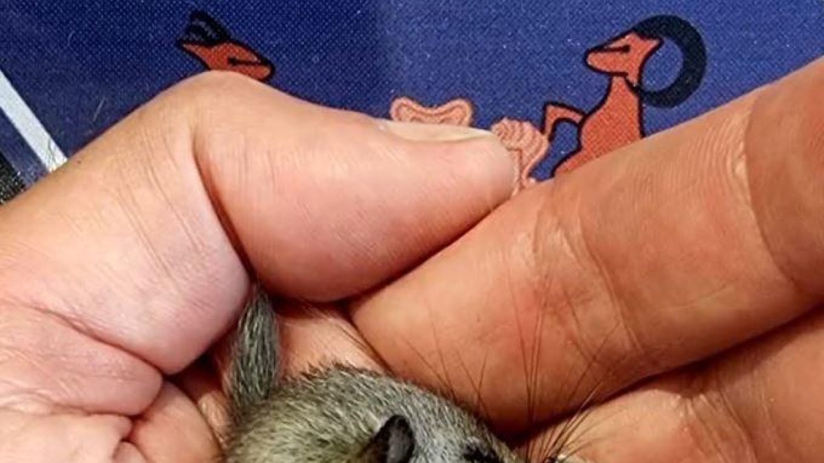 La cria de liró gris recuperada pels banders
