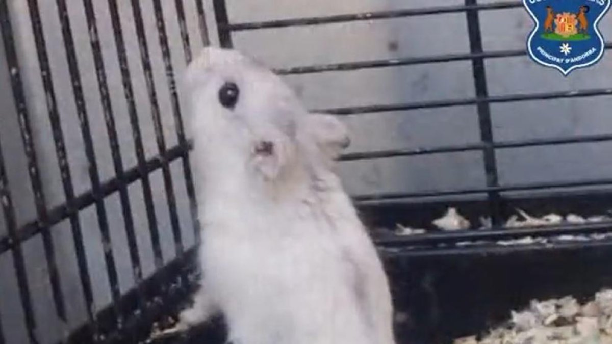 Un dels hàmsters recollits pels banders