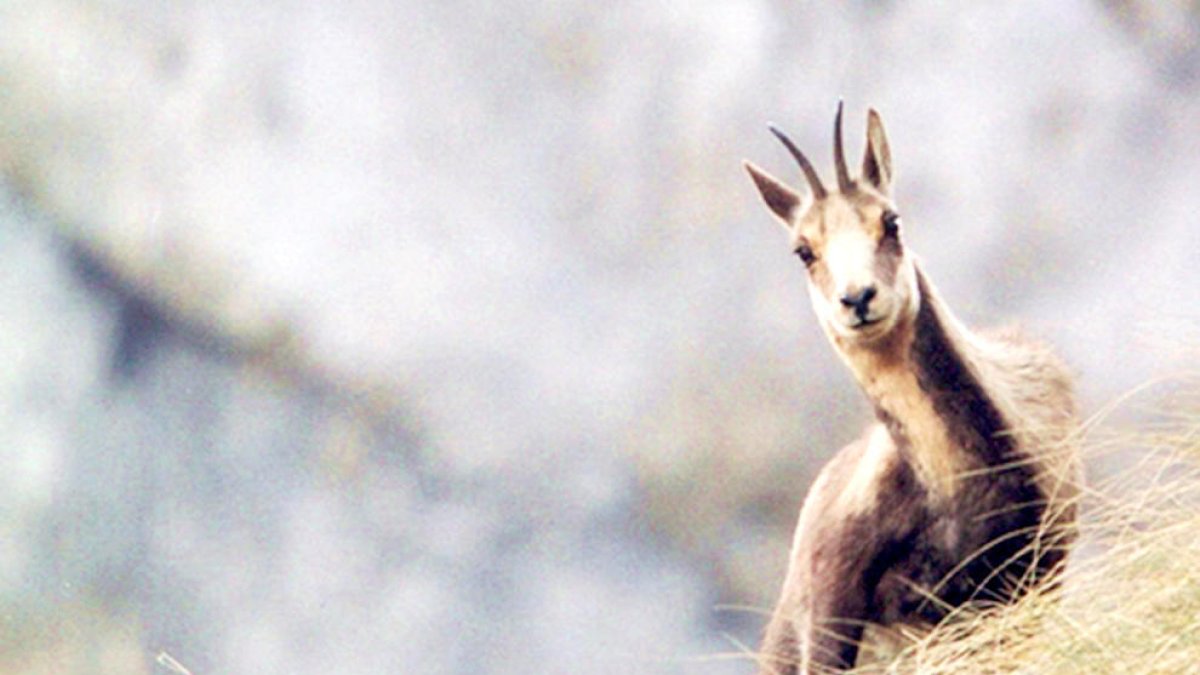 Un isard a la muntanya.