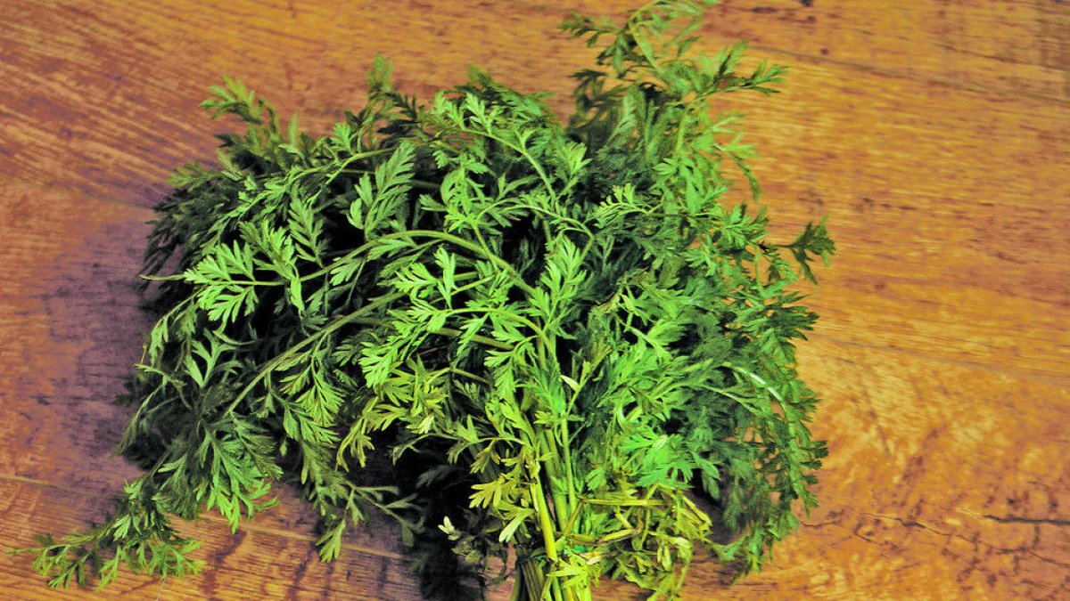 La pastanaga, font de salut