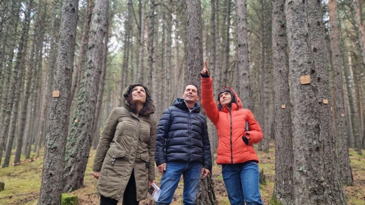 Presentació del marteloscopi