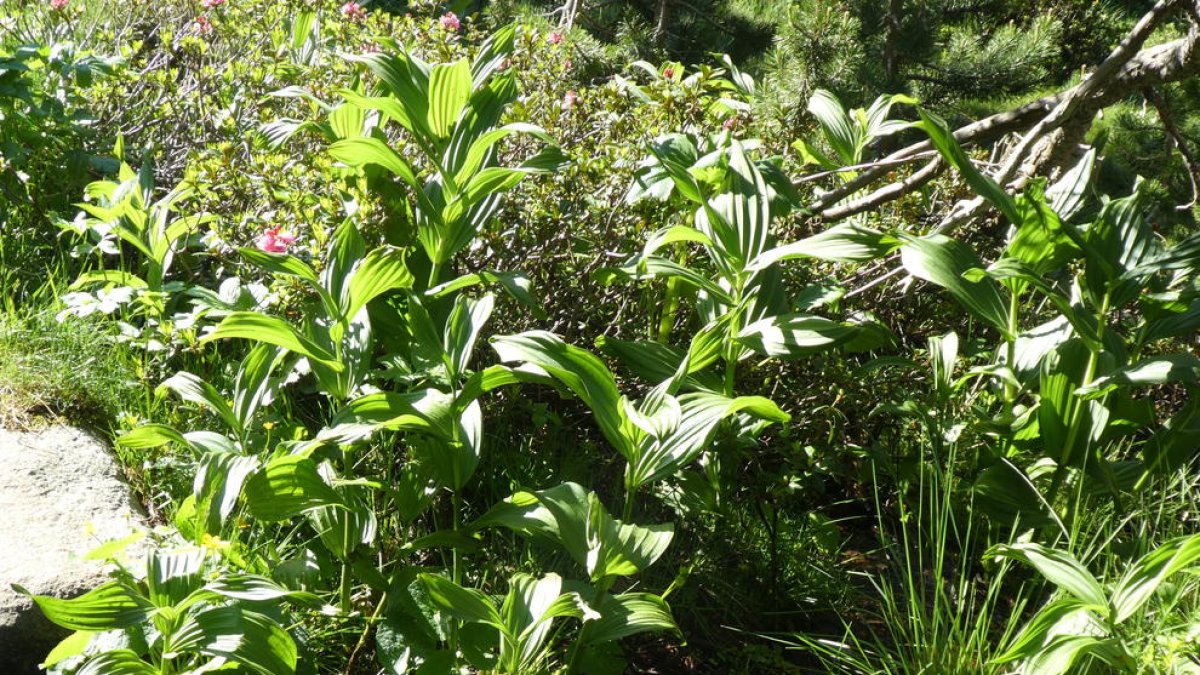 Es considera una de les plantes més tòxiques d'europa