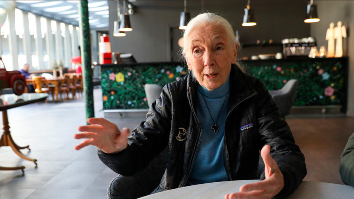 Jane Goodall durant l'entrevista.