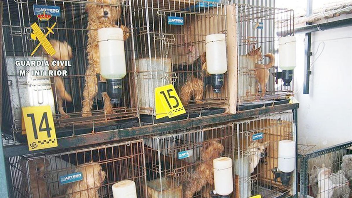 Gossos rescatats d'una xarxa que traficava amb animals.