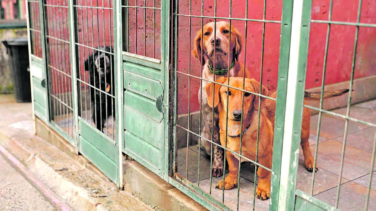 Gossos a la gossera.