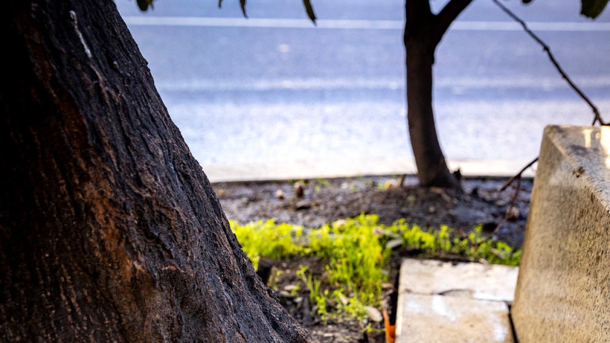 L'arbre que el comú retirarà.