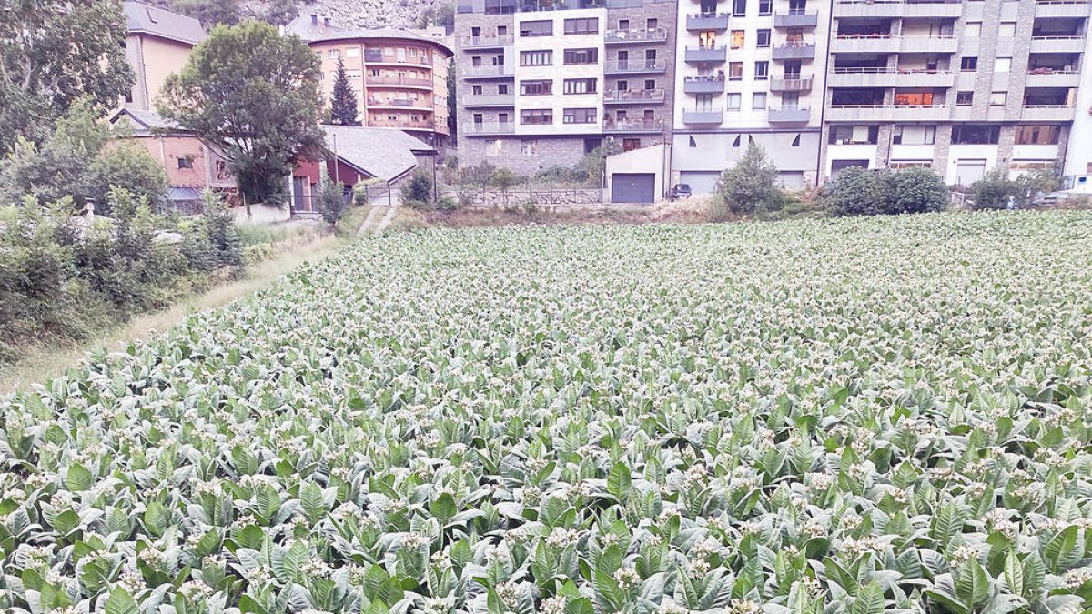 Un camp de tabac a Andorra la Vella.