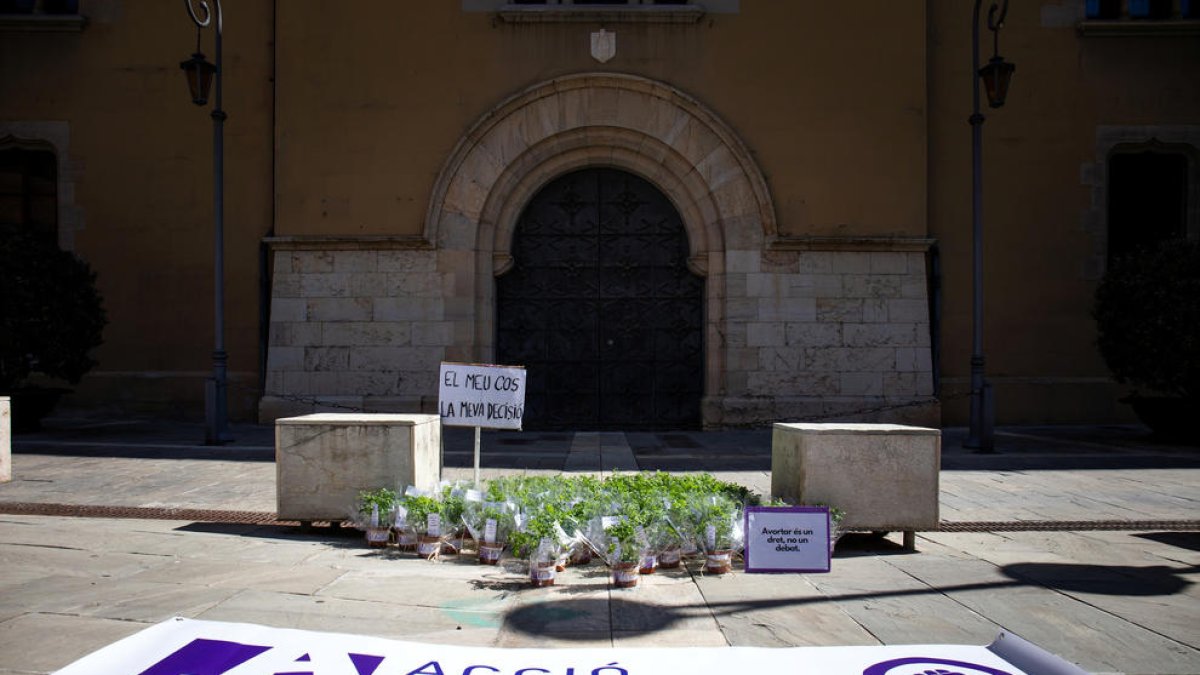 Plantes de ruda enviades a institucions