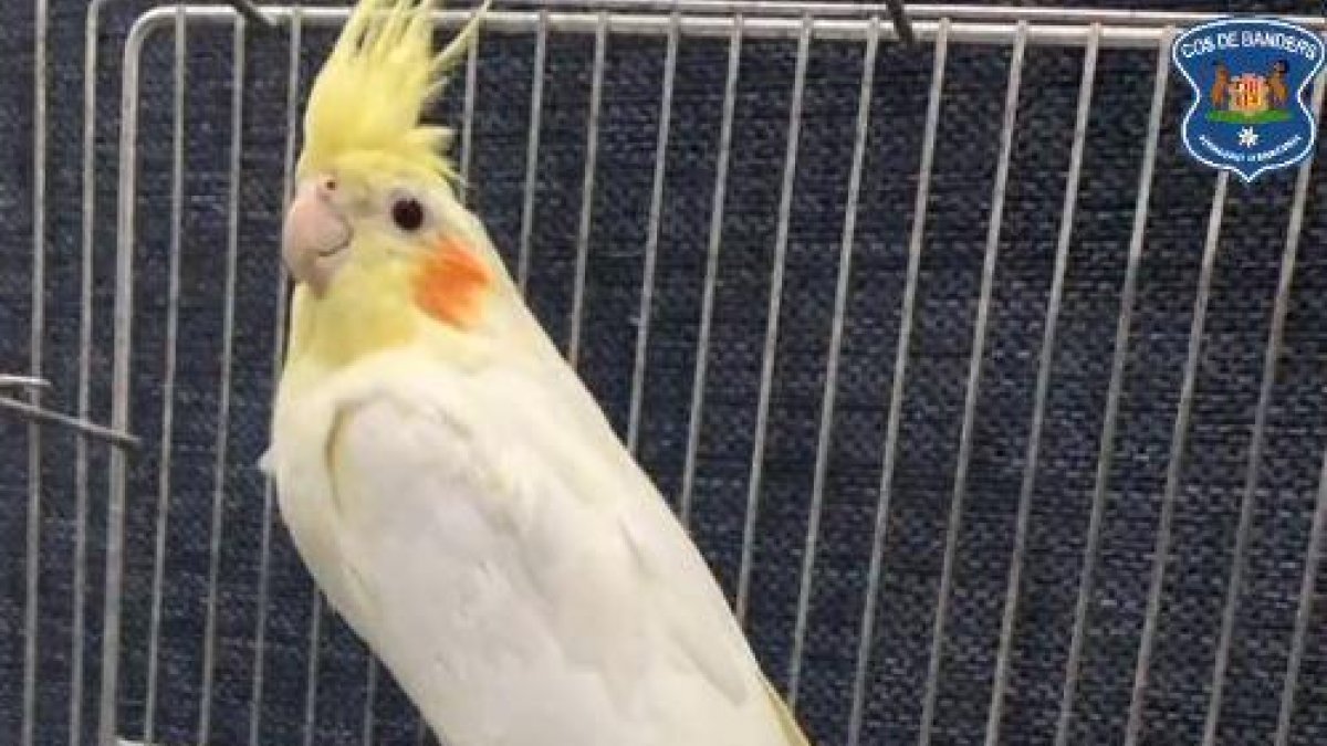 Exemplar de cacatua nimfa recuperat pels banders